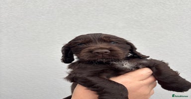 Cocker Spaniel dogs - Advert 11