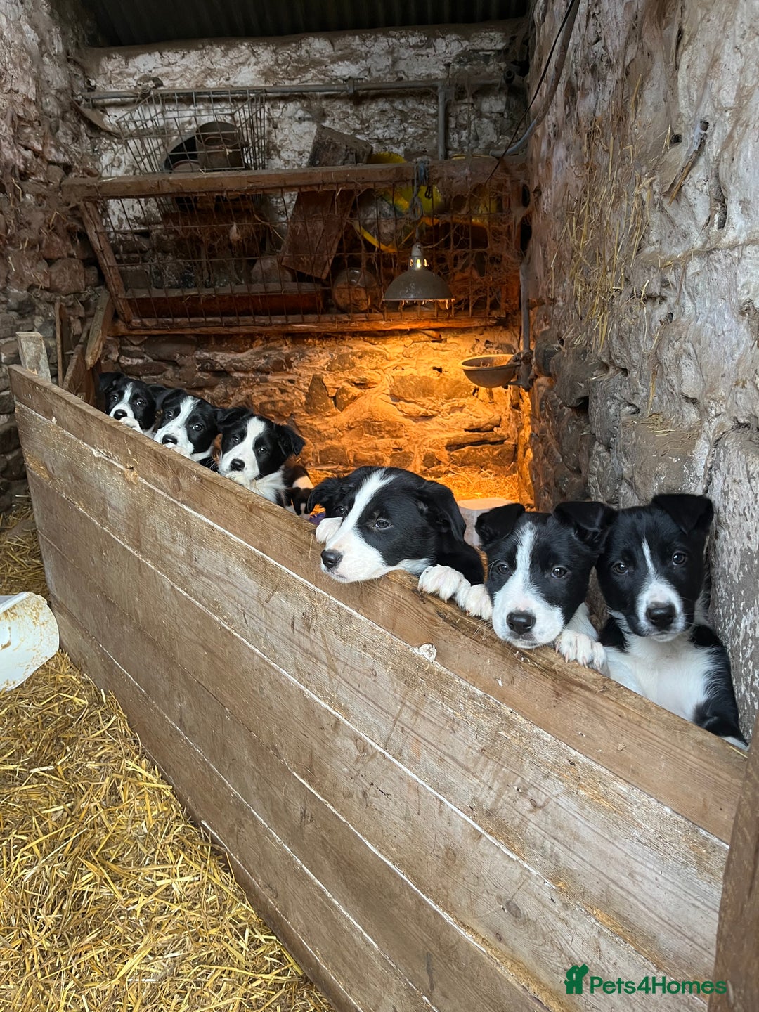 Border Collie dogs for sale: Working Border Collie Pups - Advert 1