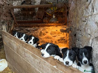 Border Collie dogs Working Border Collie Pups - Advert 2