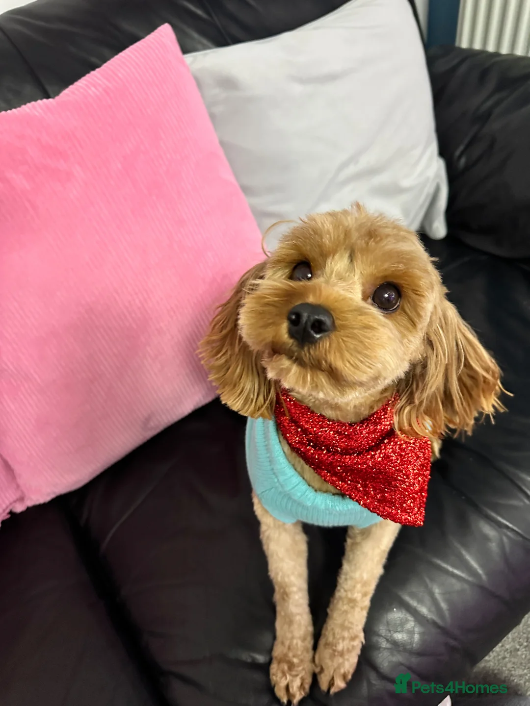 Cavapoo dogs for sale: Adorable Cavapoo puppies - Advert 2