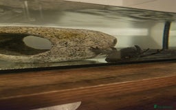 Axolotl reptiles for sale: Male Axalotl  - Advert 4