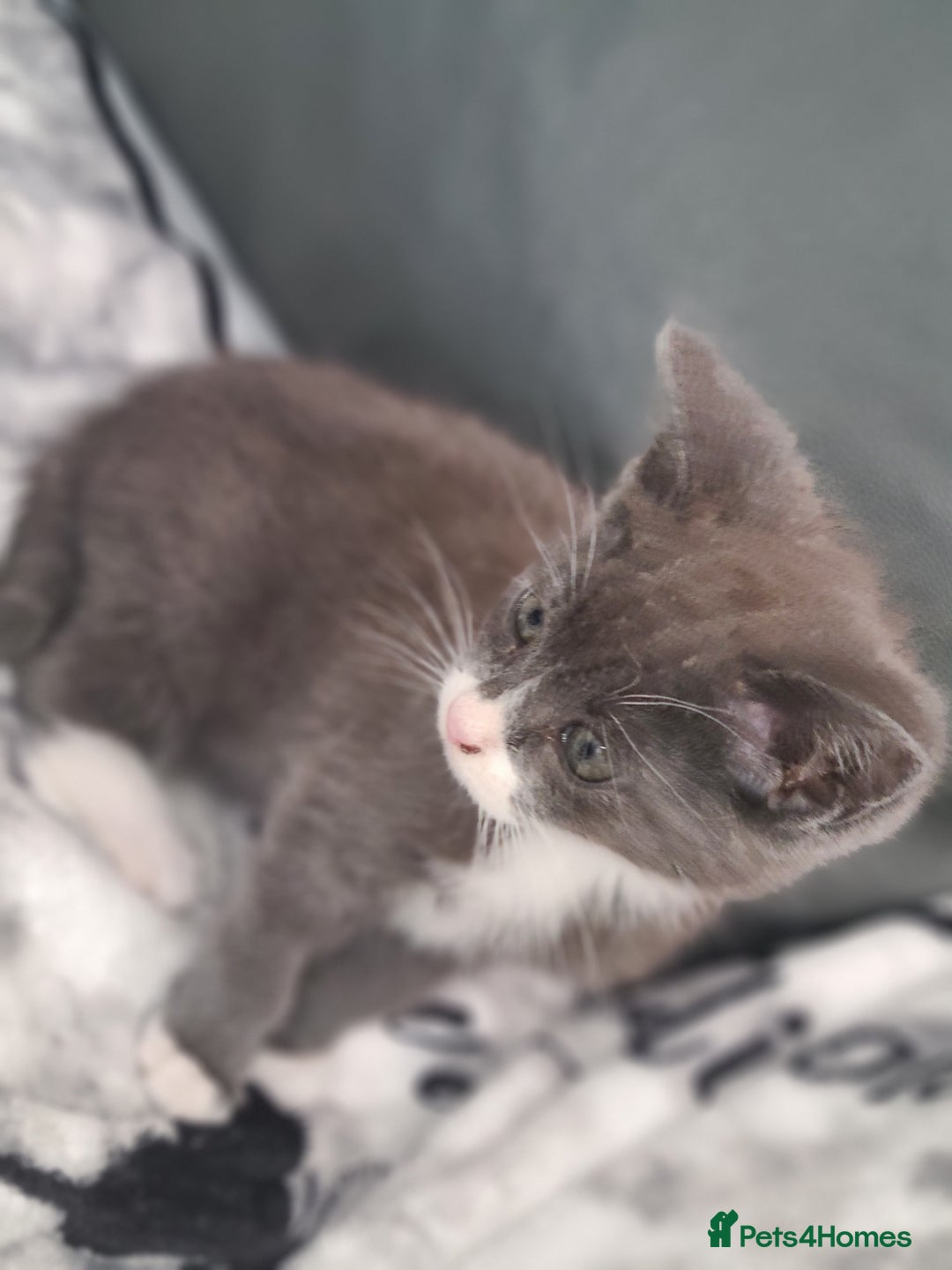 British Shorthair cats for sale: Bsh x tabby kittens  - Advert 7