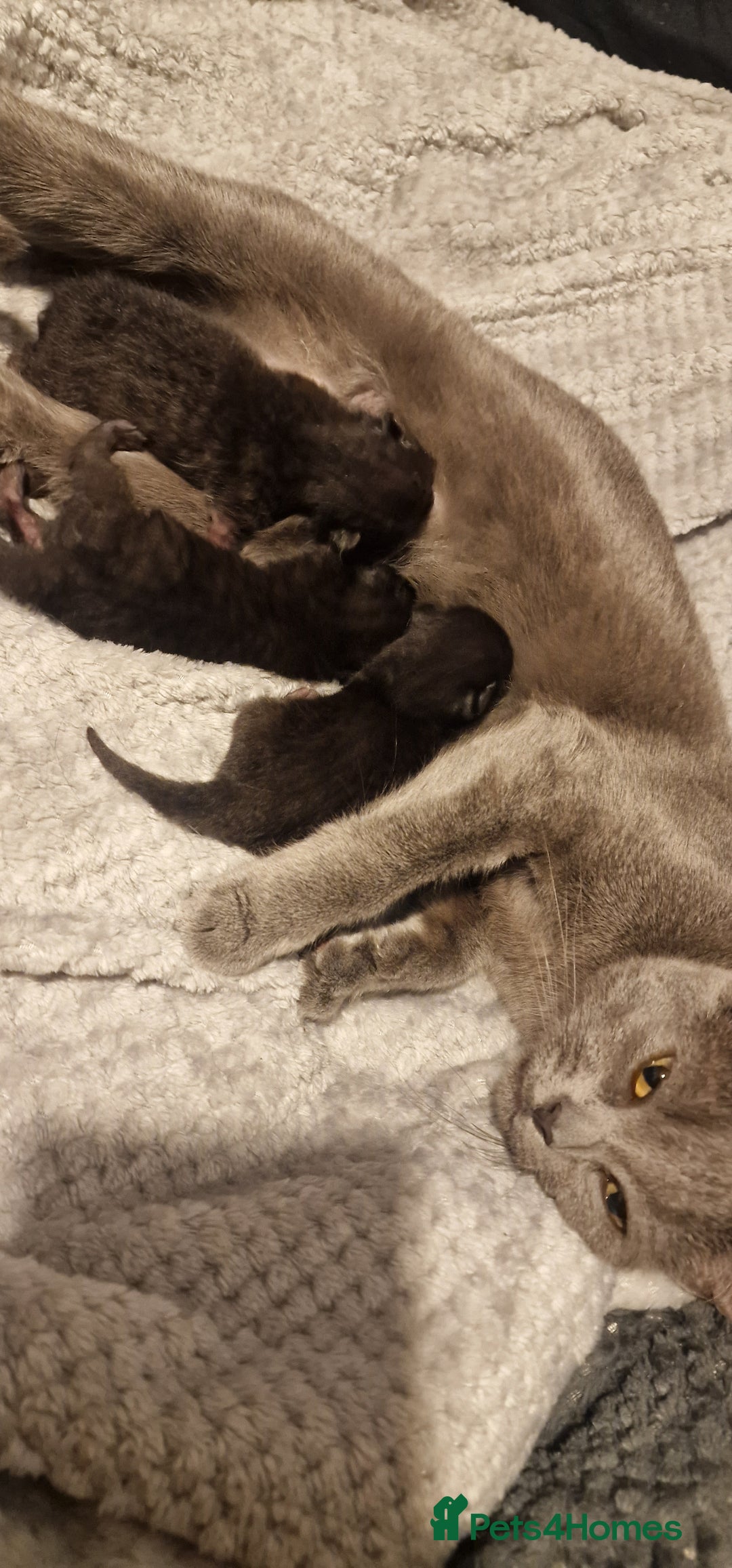 Chartreux cats for sale: Chartreux kittens - Image 7