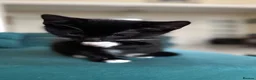 Mixed Breed cats for sale: 1 Male tuxedo kitten remaining - Advert 3