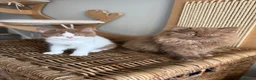 British Shorthair cats for sale: Stunning line BSH and BLH sisters  - Advert 1
