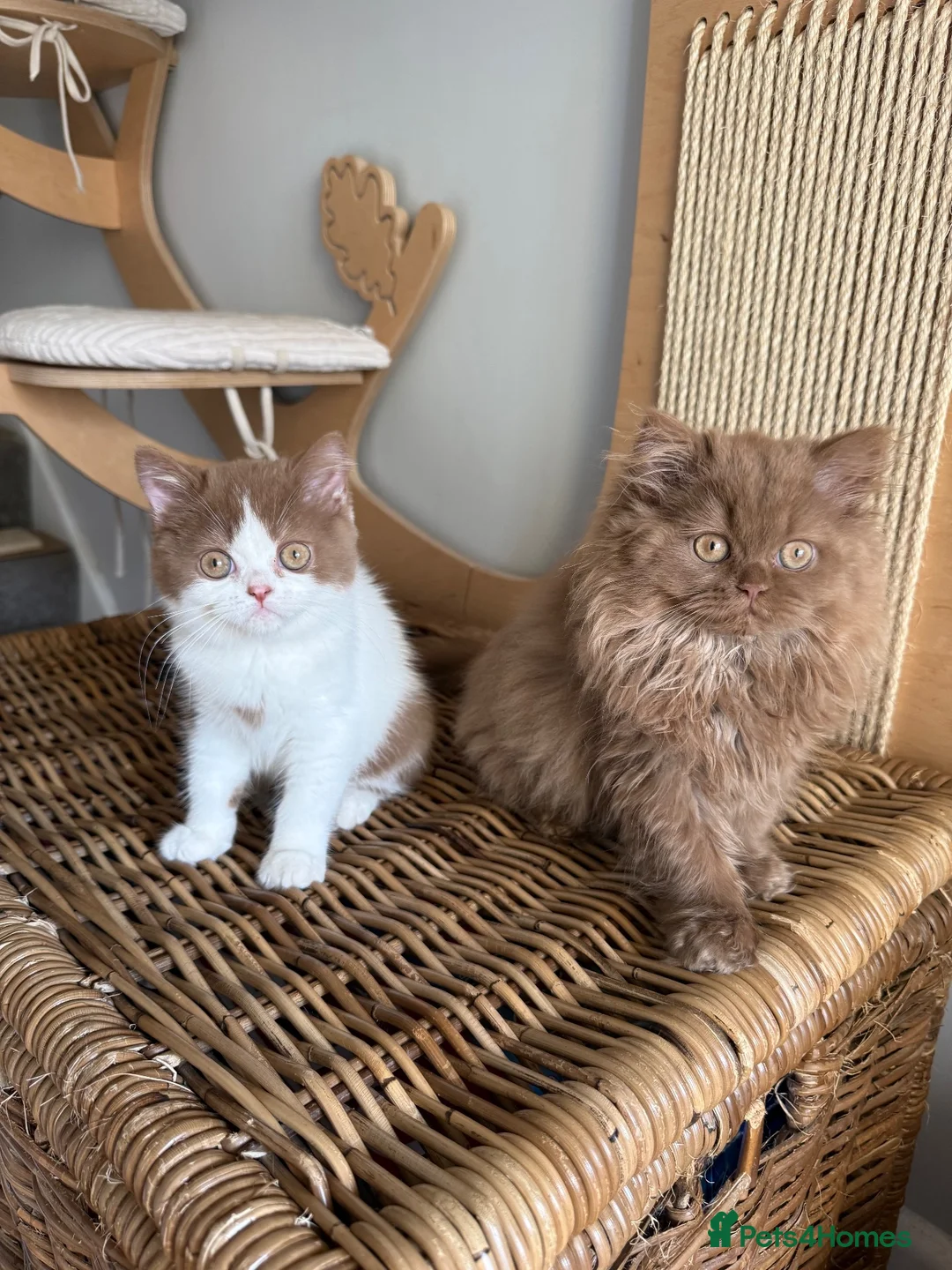 British Shorthair cats for sale: Stunning line BSH and BLH sisters  - Advert 1