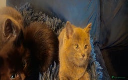 Ragdoll cats for sale: Ragdoll x kittens  - Image 7