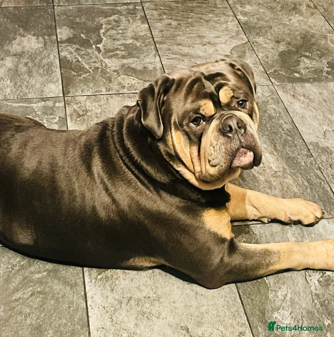 Olde English Bulldogge dogs for stud: Proven fluffy gene carrier health tested  - Advert 9