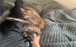 Maine Coon cats for sale: Maine coon 2yr old  - Image 2
