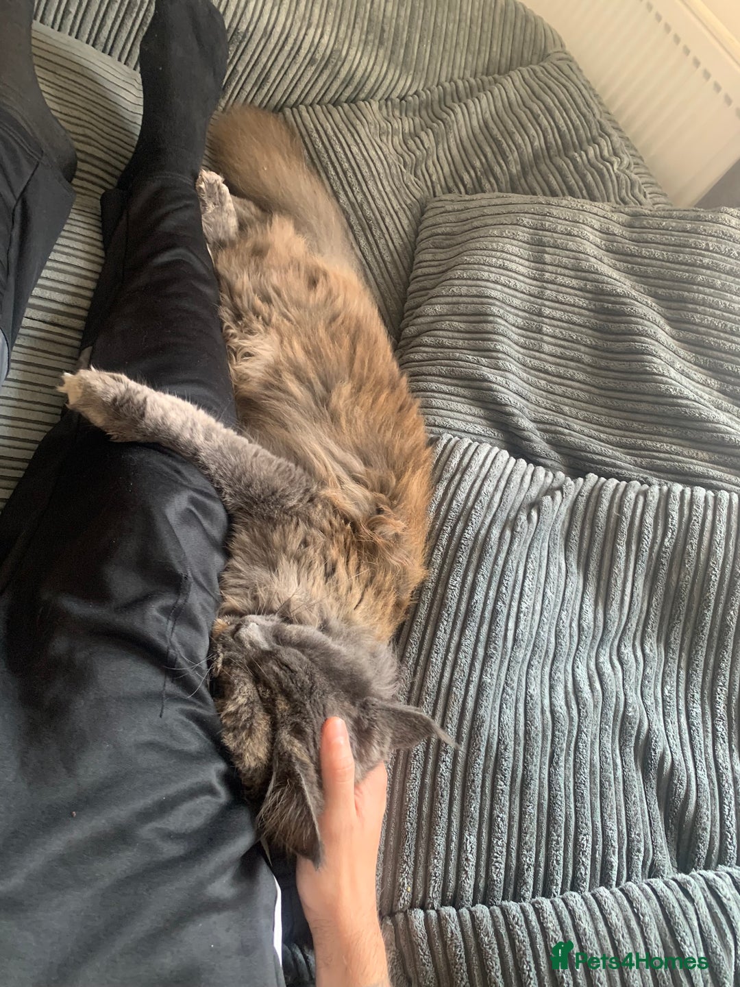Maine Coon cats for sale: Maine coon 2yr old  - Image 2