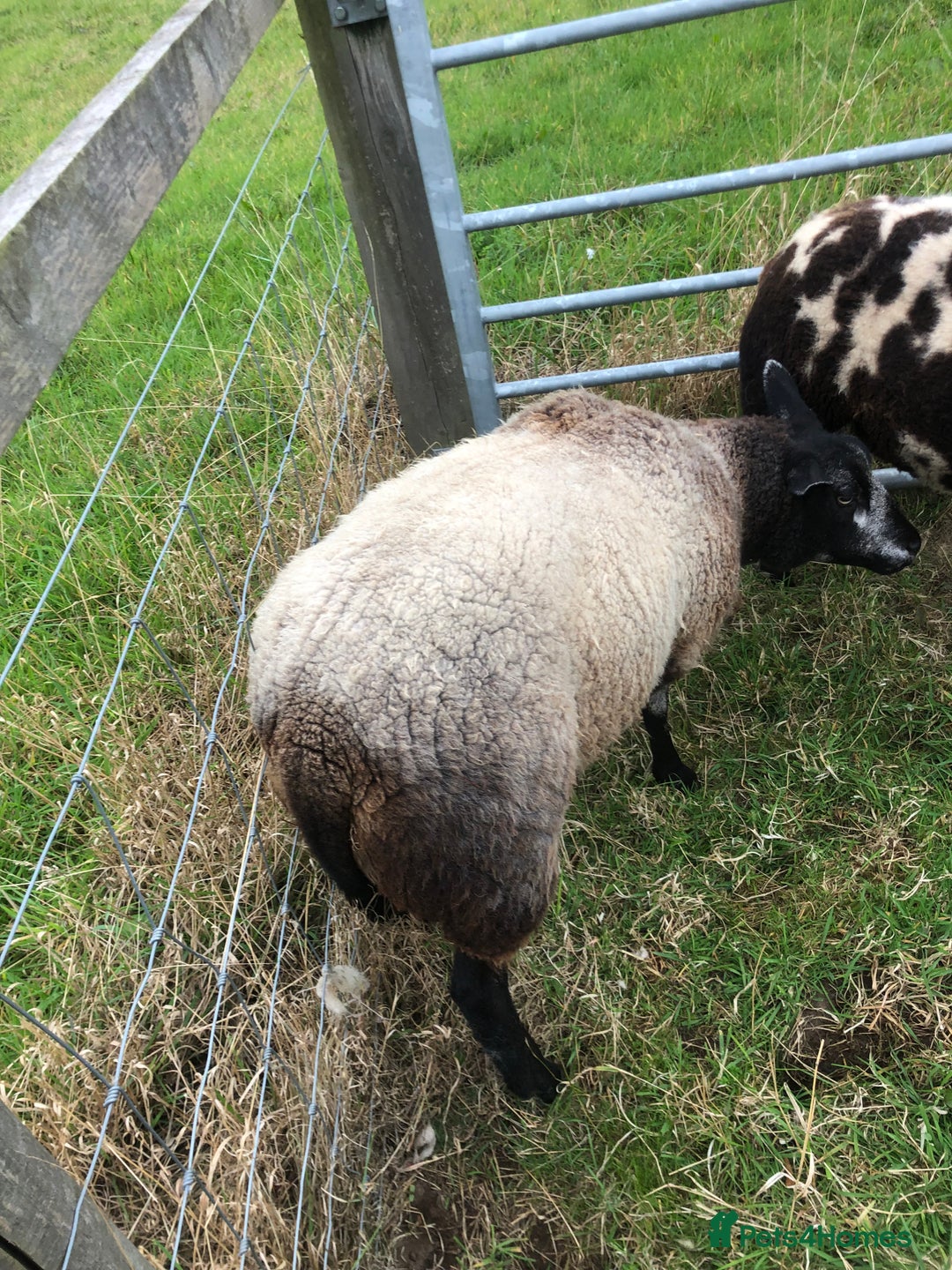 Sheep livestock for sale: BLUE FACED SHEARLING EWE - Image 4