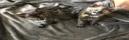 Mixed Breed cats for sale: Kittens for sale 2 Female in Sutton - Advert 1