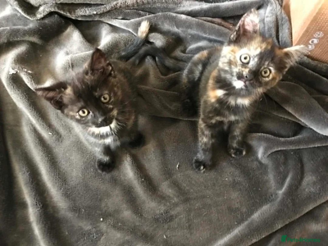 Mixed Breed cats for sale: Kittens for sale 2 Female in Sutton - Advert 1