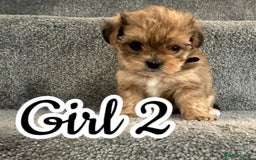 Mixed Breed dogs for sale: 🐾 Adorable Puppies Ready for Forever Homes 🐾 - Advert 6