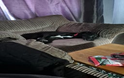 Mixed Breed dogs for sale: Lurcher cross  - Image 1