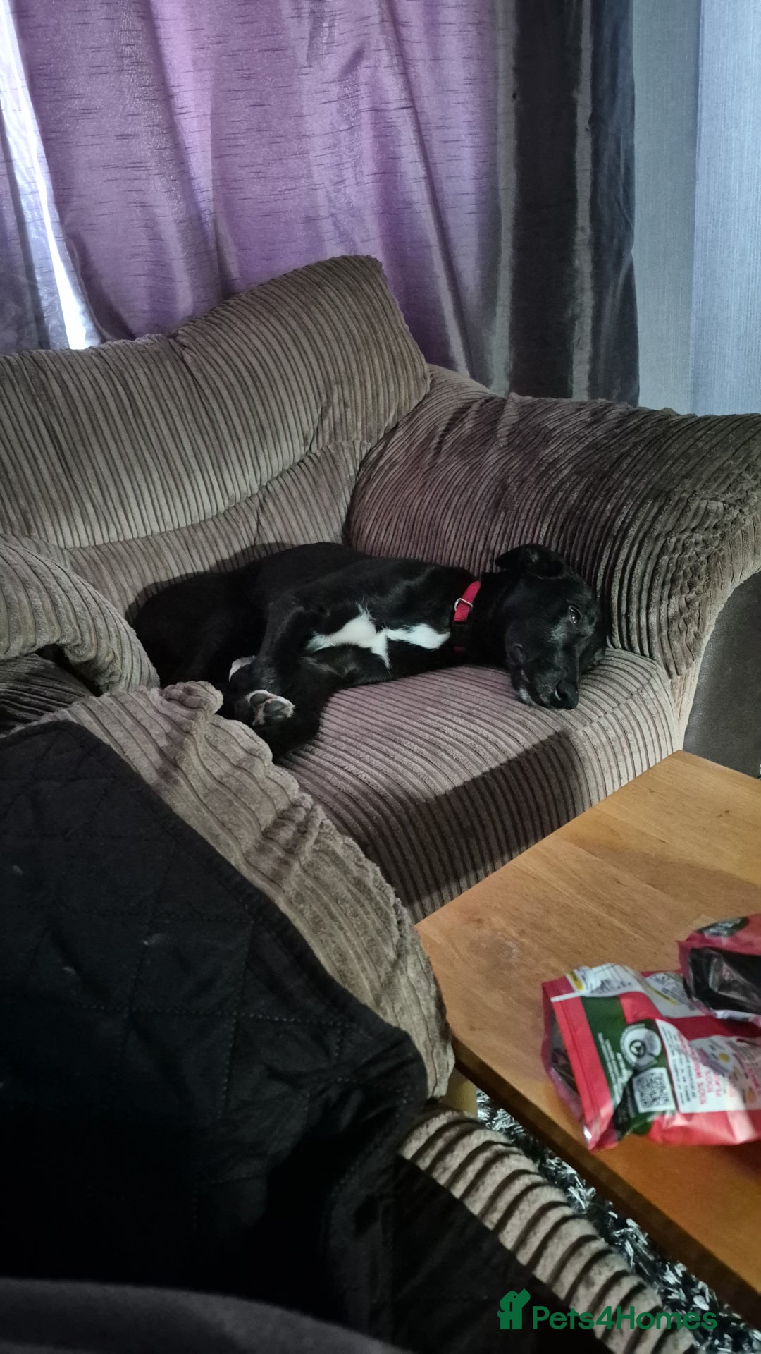 Mixed Breed dogs for sale: Lurcher cross  - Image 1