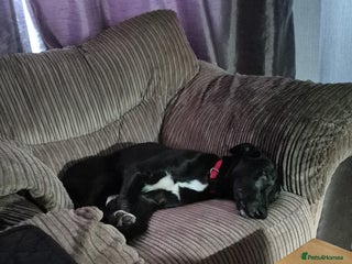 Mixed Breed dogs - Advert 9