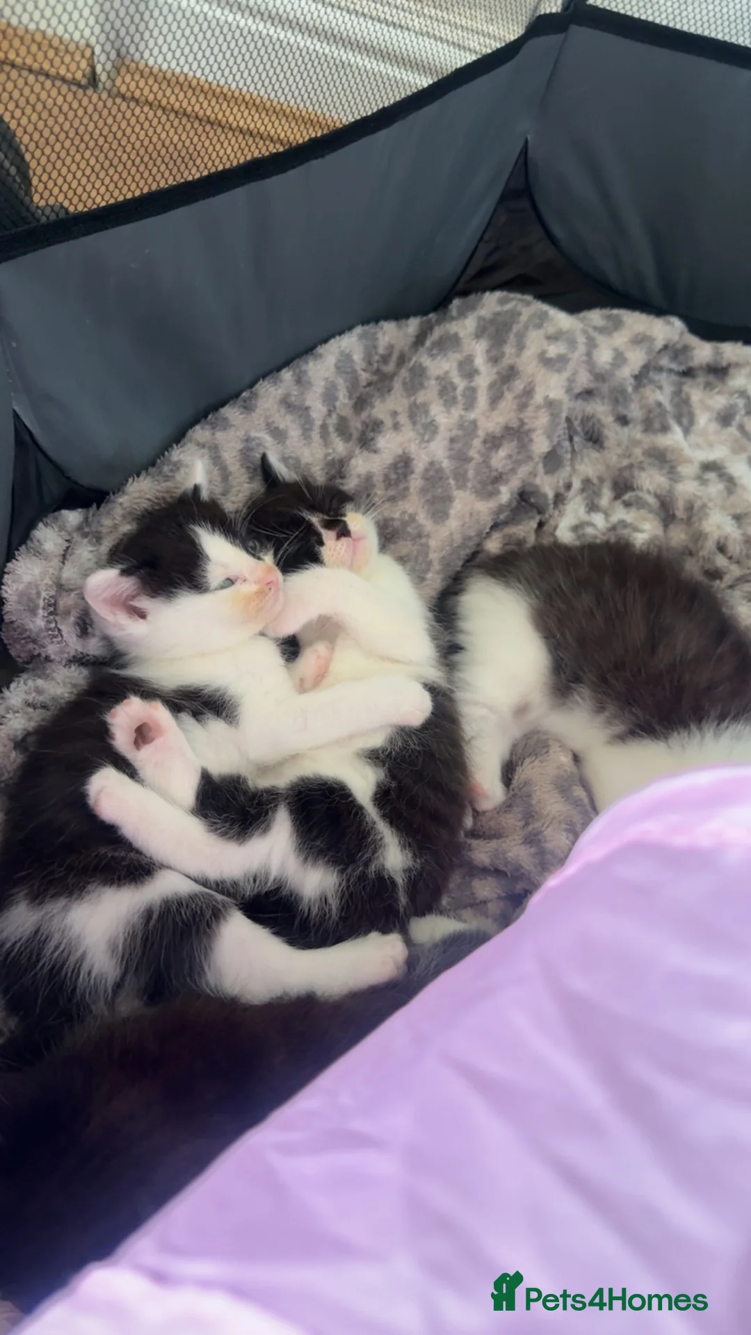 Mixed Breed cats for sale: Bsh cross kittens 🐾 - Advert 10