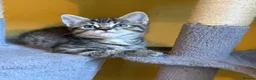 Domestic Shorthair cats for sale: 5 Beautiful Kittens – Ready 26th August 🐾 in Driffield - Advert 3