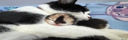 Domestic Shorthair cats for sale: Beautiful kittens ready in JUNE  - Advert 3