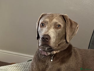 Labrador Retriever dogs Silver Labrador Retreiver - Advert 1