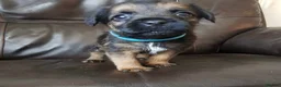 Border Terrier dogs for sale: KC registered puppies in Swansea - Advert 6