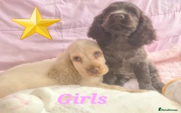 Cocker Spaniel dogs for sale: 🐶PRA FA HEALTH TESTED Show Cocker Spaniels Ready - Image 34