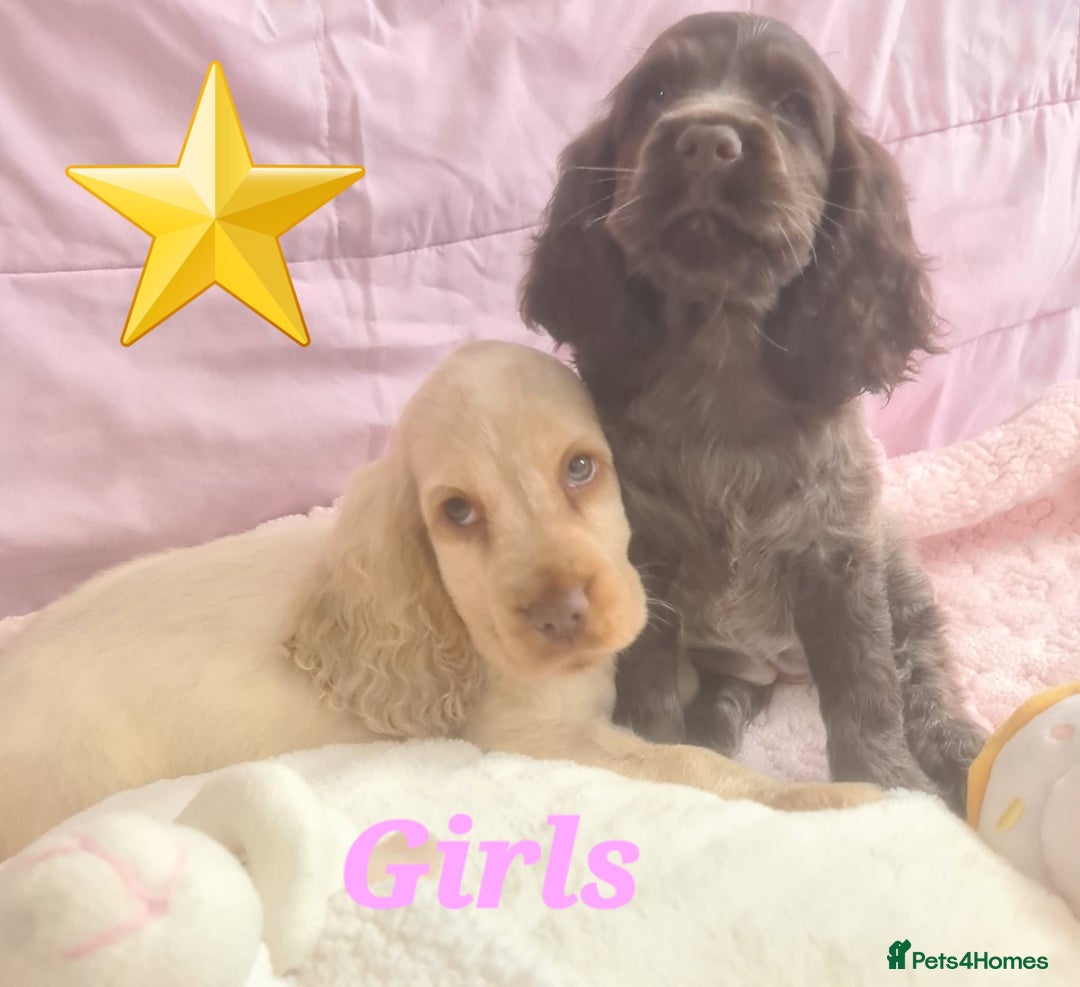 Cocker Spaniel dogs for sale: 🐶PRA FA HEALTH TESTED Show Cocker Spaniels Ready - Image 34