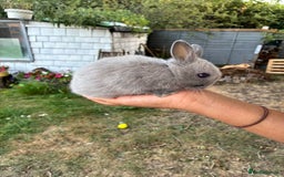 Netherland Dwarf rabbits for sale: Gorgeous Netherland dwarf bunnies  - Image 13