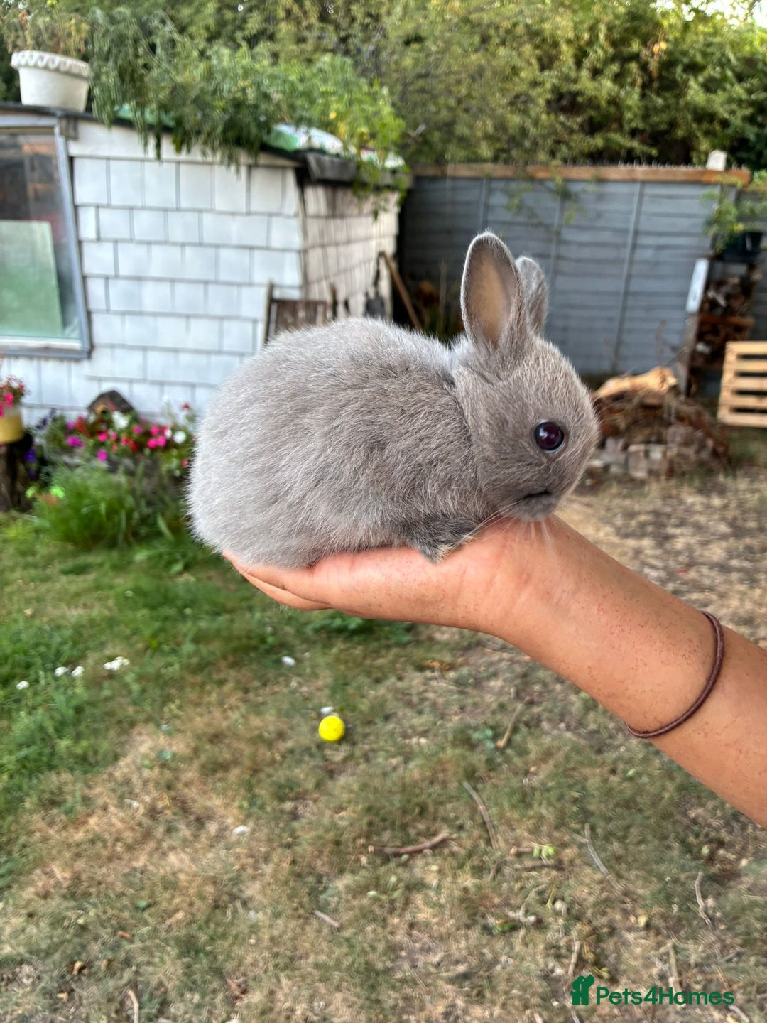 Netherland Dwarf rabbits for sale: Gorgeous Netherland dwarf bunnies  - Image 13