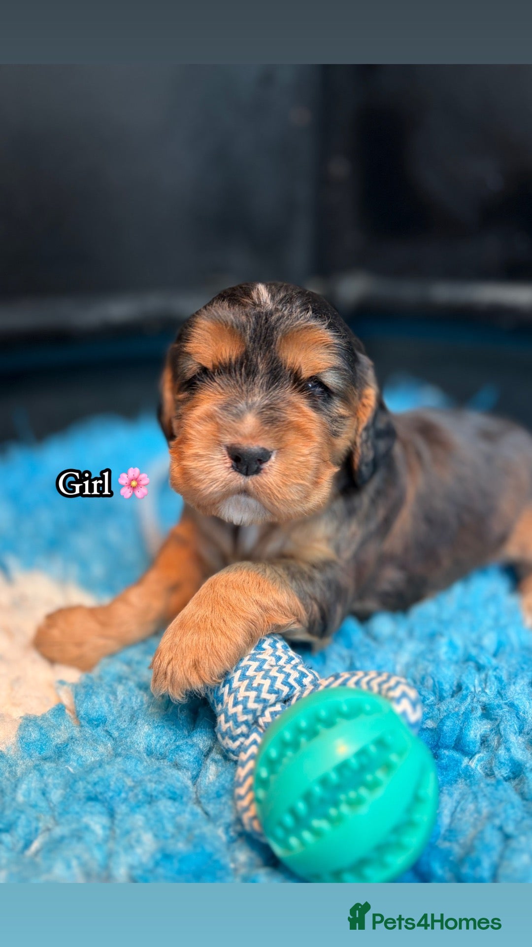 Cocker Spaniel dogs 🏆 Award Winning 🏆 - Advert 1