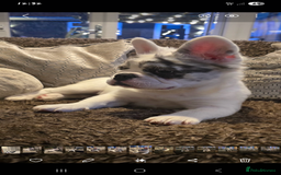 French Bulldog dogs for sale: Frenchy's stunning and ready to go - Image 2