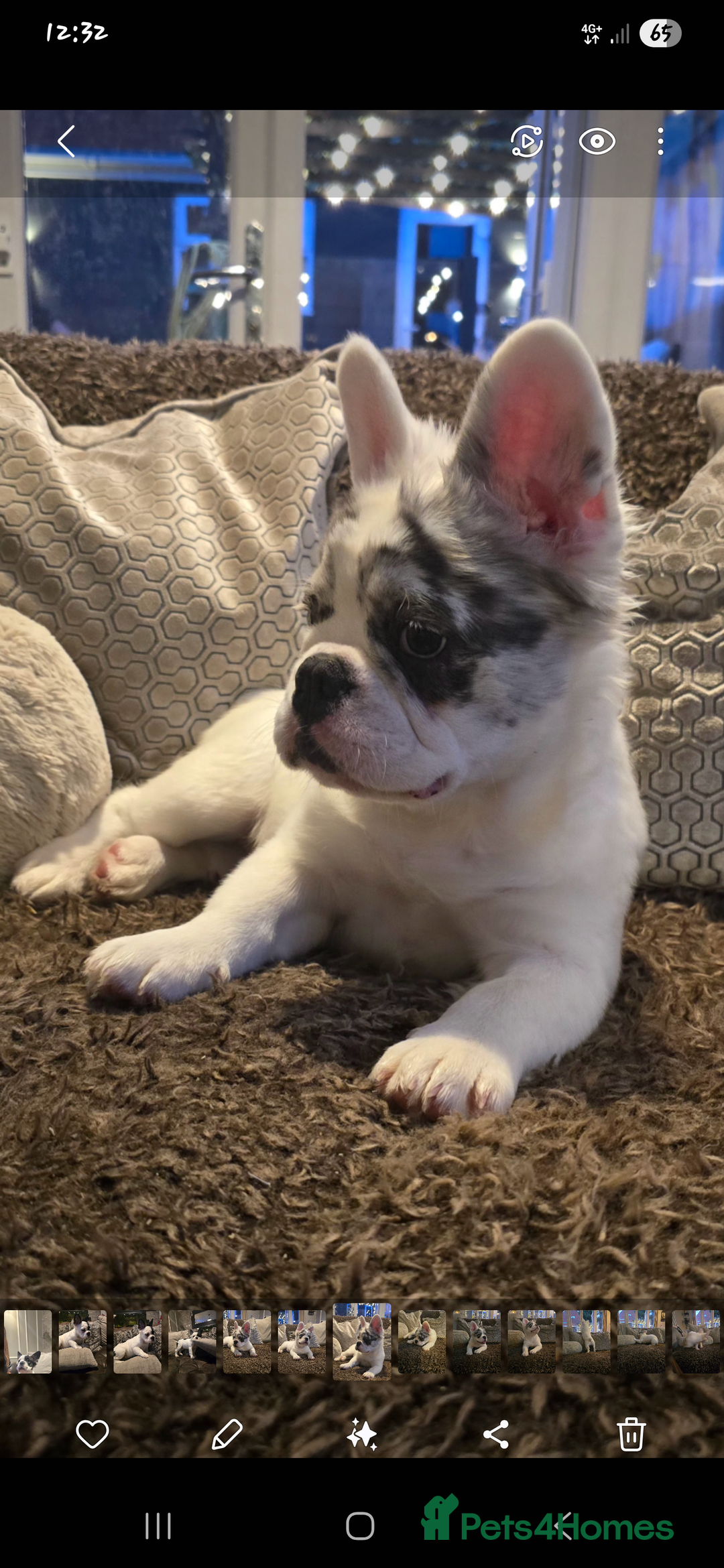 French Bulldog dogs for sale: Frenchy's stunning and ready to go - Image 2