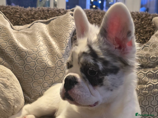 French Bulldog dogs - Advert 2