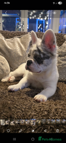 French Bulldog dogs - Advert 1