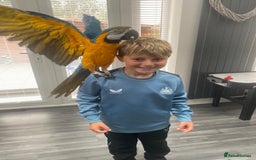 Macaws birds for sale: 6yr old Blue/Gold Wing Macaw  - Image 7