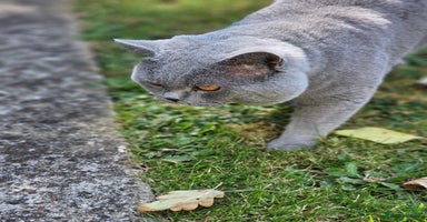British Shorthair cats in London - Advert 15