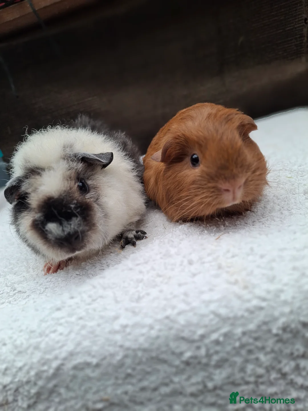 Guinea Pig rodents for sale: Baby Male Guineapigs  - Advert 2