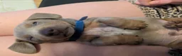 Miniature Dachshund dogs for sale: KC REG MINIATURE DACHSHUND MALE  - Advert 3