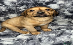 American Bull Staffy dogs for stud: Crash Bandicoot Staffweiler e ATAT d DNA tested ✅✅ - Image 2