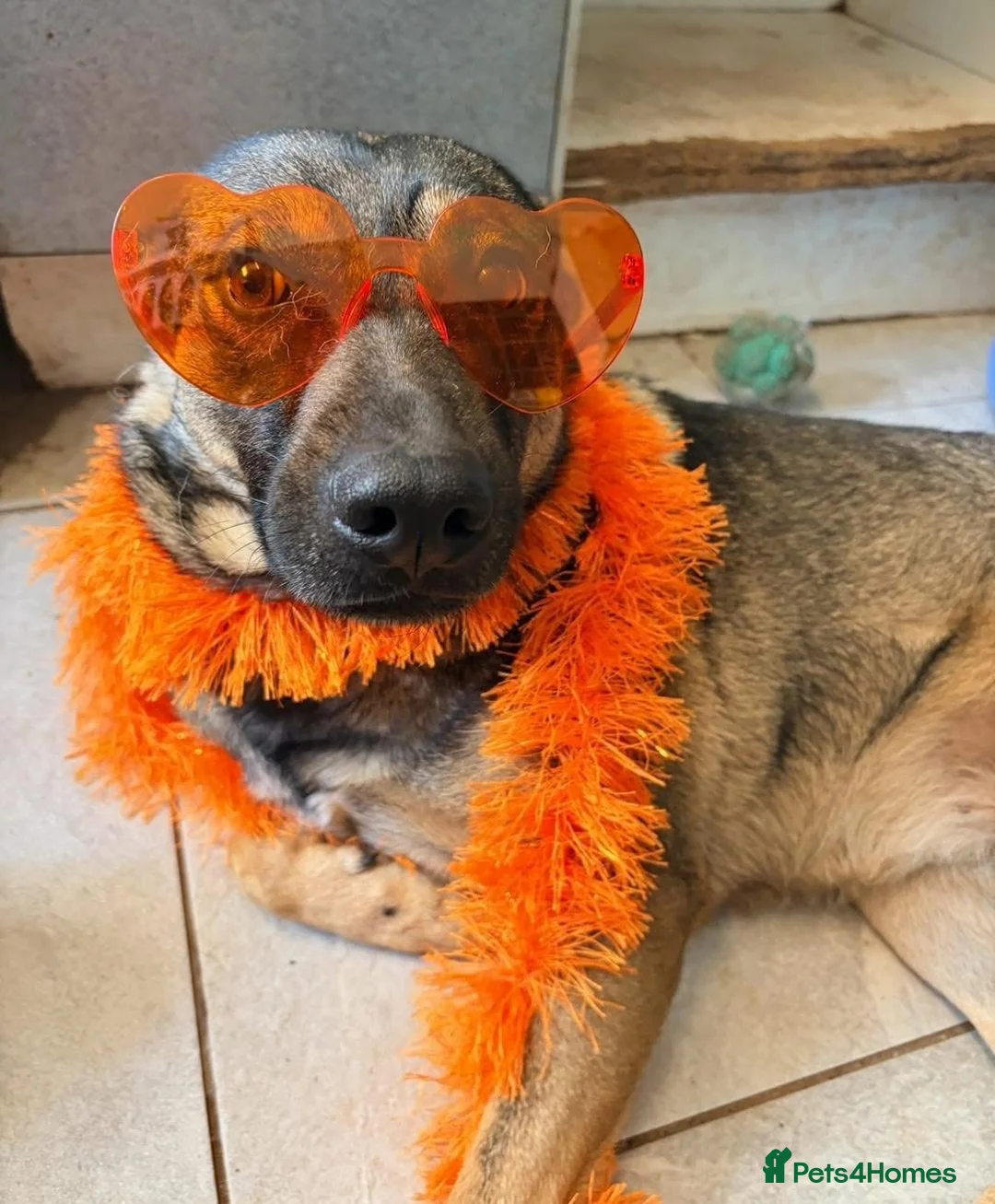 Mixed Breed dogs for adoption: Luna was stood up.... in Kidderminster - Advert 18