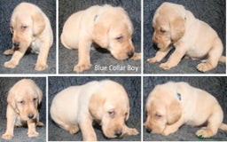 Labrador Retriever dogs for sale: Red Fox Labs : Health Checked-KC Reg-FTCH Pedigree - Image 14