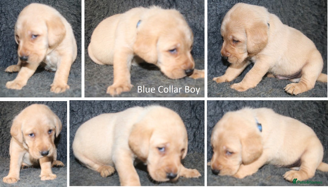 Labrador Retriever dogs for sale: Red Fox Labs : Health Checked-KC Reg-FTCH Pedigree - Image 14