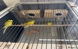 Lovebirds birds for sale: 3 love birds  - Image 1