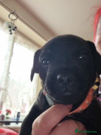 Patterdale Terrier dogs - Advert 2