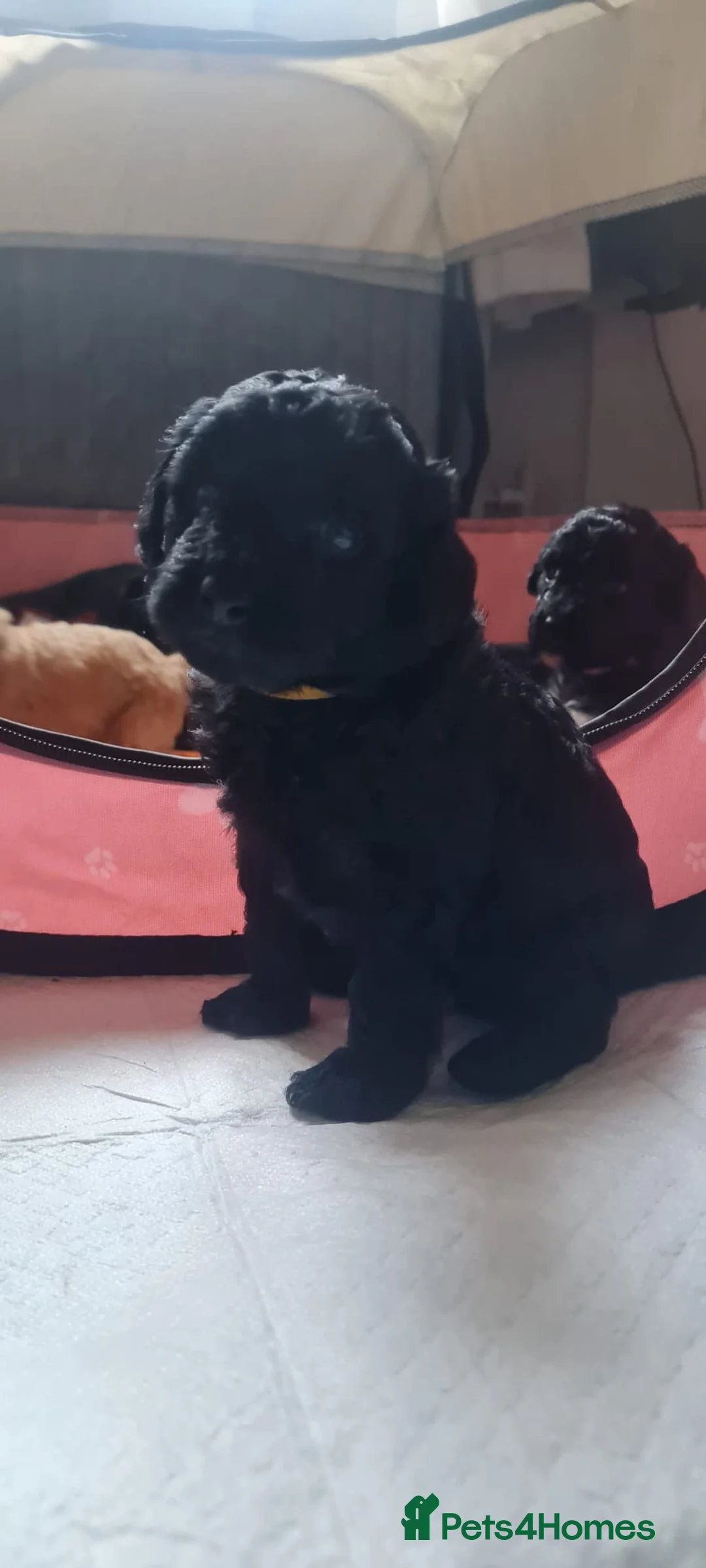 Poochon dogs for sale:  F1B poochons🐼 - Advert 2