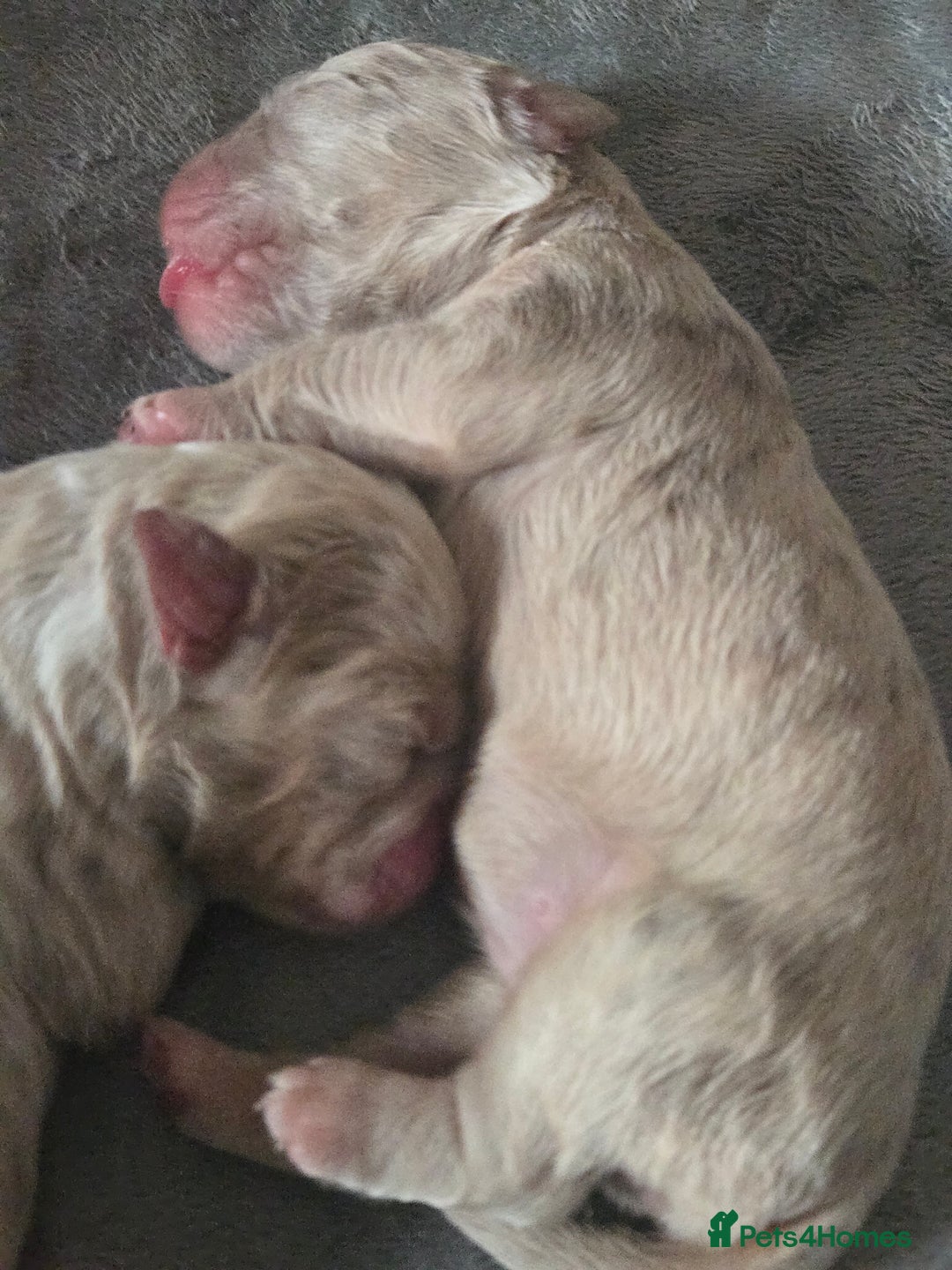 Olde English Bulldogge dogs for sale: Mammut : Fluffy Olde English Bulldog puppies. - Advert 21