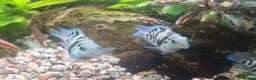 Cichlids fish for sale: Polar blue parrot fish - Advert 2