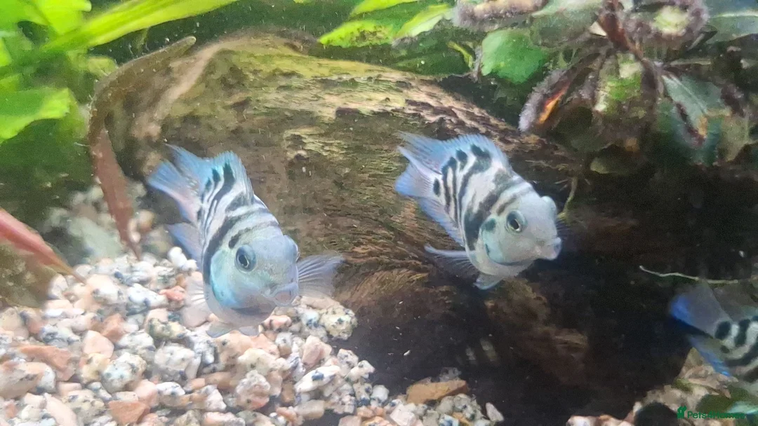 Cichlids fish for sale: Polar blue parrot fish - Advert 2