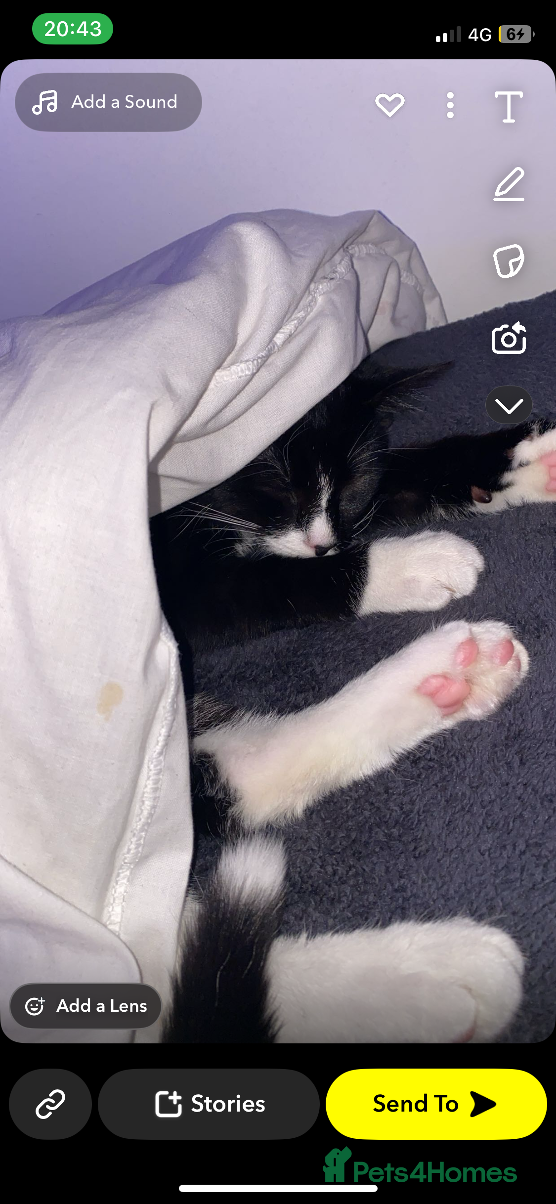 Mixed Breed cats Beautiful male kitten with amazing personality - Advert 1